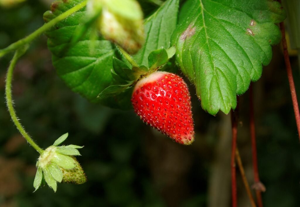 erdbeeren, frucht, fruit, health, delicious, fresh, green health